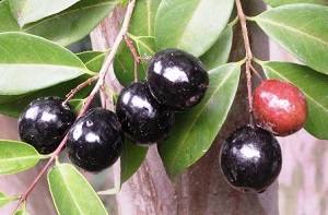 Rainforest plum fruits