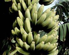 'Raja Puri' banana