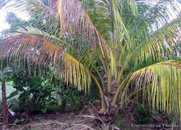 Severe damage to palm caused by the red palm mite, Raoiella indica Hirst.