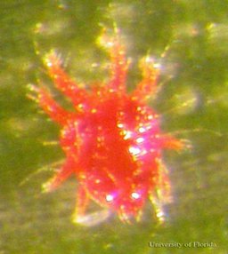 Adult male red palm mite, Raoiella indica Hirst.