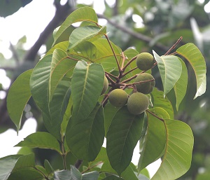 Sandoricum koetjape unripe fruit