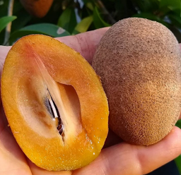 A tree-ripened fruit of the dwarf sapodilla variety ‘Makok’ – tastes like apple pie filling, with notes of caramel, maple syrup, & cinnamon.