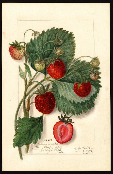strawberry-botanical-art