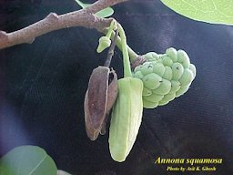 Flower buds and fruit