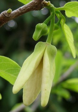 Flowering annona, female stage