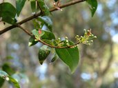 Surinam Cherry buds