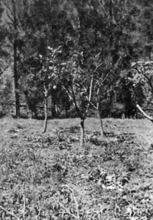 Plate 1: Moderately pruned tamarillo in a Katikati orchard