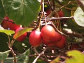 Solanum betaceum, own collection