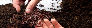 Using worms in the landscape