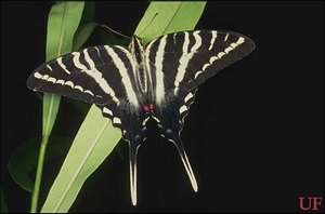 Adult summer form of the zebra swallowtail, Eurytides marcellus (Cramer).
