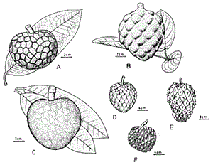 Custard apples: A) Annona scleroderma; B) A. diversifolia; C) A. reticulate; D) A. cherimola; E) A. muricata; F) A. squamosa
