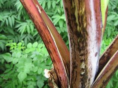 Leaf stalk
