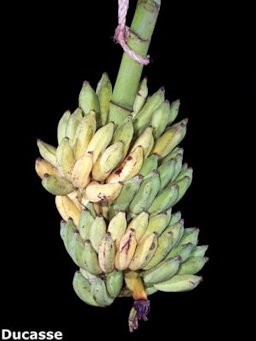'Ducasse' banana