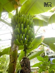 'Huamoa' banana