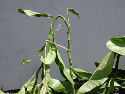 Bud forcing by bending