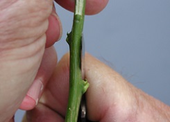 Side view of start of bud cutting