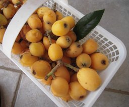 My own 'Champagne' loquats