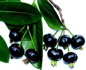 Grumichama fruit