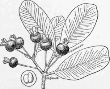 Fig. 39. The grumichama (Eugenia Dom-beyi), a little-known fruit from southeastern Brazil