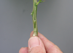 Complete bud insertion