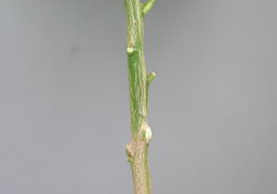 Side view of the inserted bud