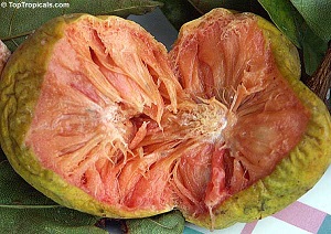 Kwai Muk fruit