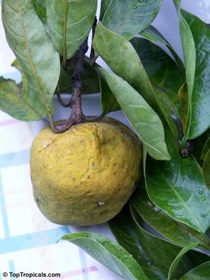 Fruit and leaves