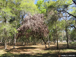 Same tree eight months later