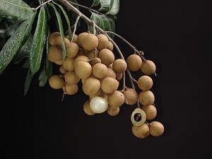 Longan 'Kahola' fruit