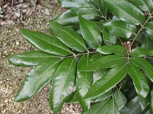 Leaves 'Kohala'