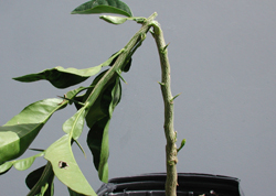 Bud forcing by lopping