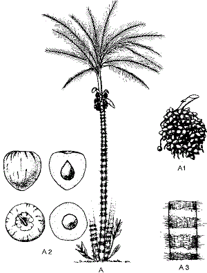 Peach-Palm diagram