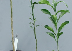 Seedling rootstocks