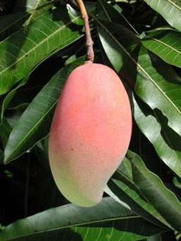 Mango 'Saber'