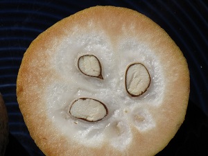 Sandoricum koetjape (Burm. f.) Merr.