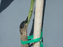 Removal of the top of the rootstock