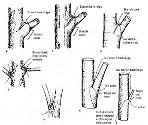 Branch Union Examples