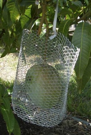 Mango inside cage