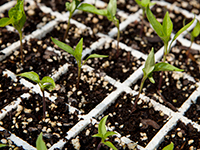 For some crops it is simpler to begin with transplanted seedlings than to sow seed directly into the garden.