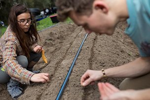 Students plant seeds in rows at the UF Community Garden.