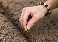 Furrows can help you sow seeds in a straight line and at a uniform depth.