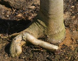 Root pruning trees