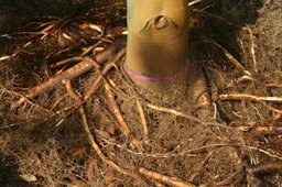 Expose the roots by removing soil or media from the top of the root ball.