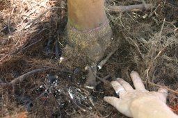 Begin removing roots that circle and cross the top of the root ball.