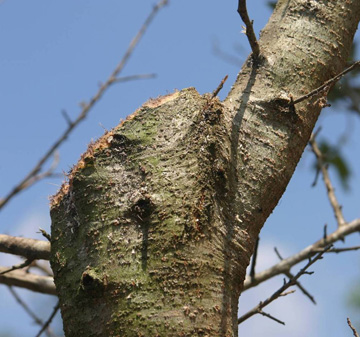 A reduction cut removes a stem back to a lateral branch.