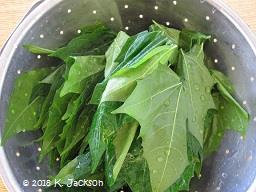 Chaya leaves washed and ready to cook