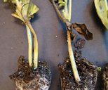 Water-soaked regions on the stem of cantaloupe transplants due to gummy stem blight