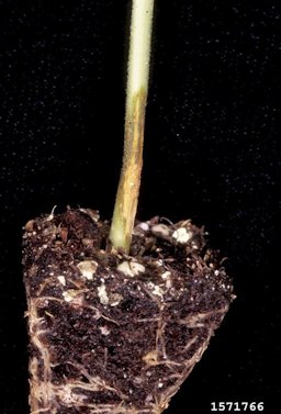 Watermelon transplant showing a water-soaked lesion on the lower stem. Symptoms are consistent with infection by Rhizoctonia solani