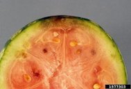 Cross-section through watermelon fruit showing the depth and breadth of a Phytophthora blight lesion
