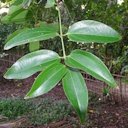 Cinnamomum verum, Cinnamon, Ezhupunna